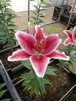 [4373 Dark Sensation GA No02.JPG]